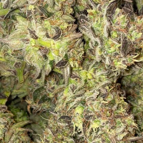 Auto Candy  growlog timeline photo