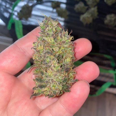 Auto Candy  growlog timeline photo