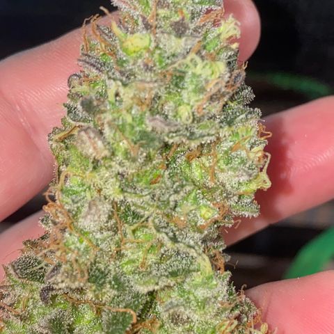 Auto Candy  growlog timeline photo