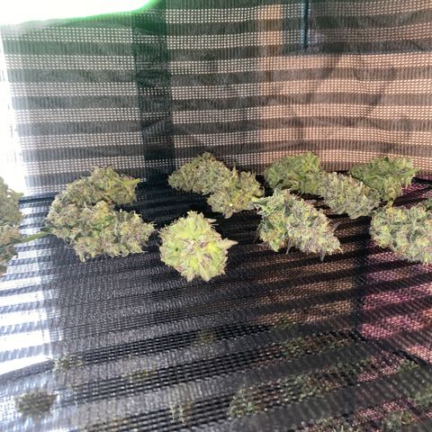 Auto Candy  growlog timeline photo