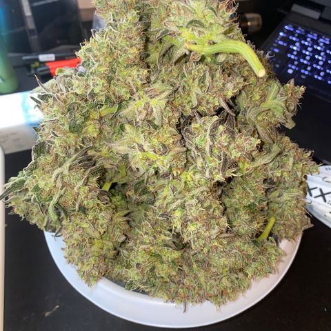 Auto Candy  growlog timeline photo