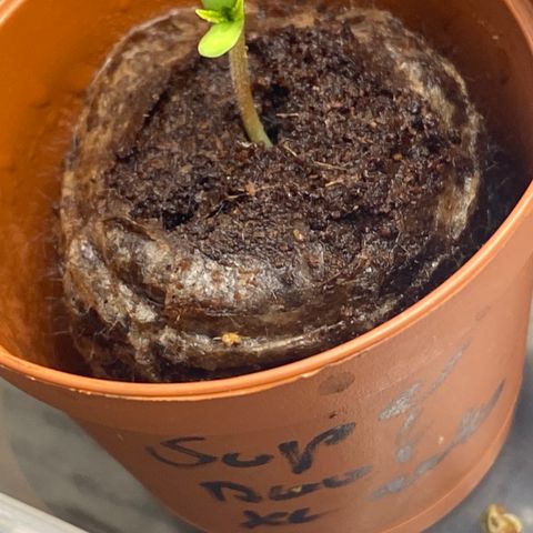 Super Boof XL Auto growlog timeline photo