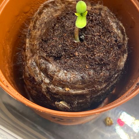 Super Boof XL Auto growlog timeline photo