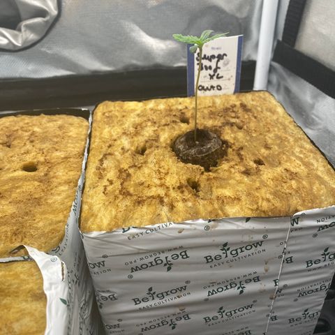 Super Boof XL Auto growlog timeline photo