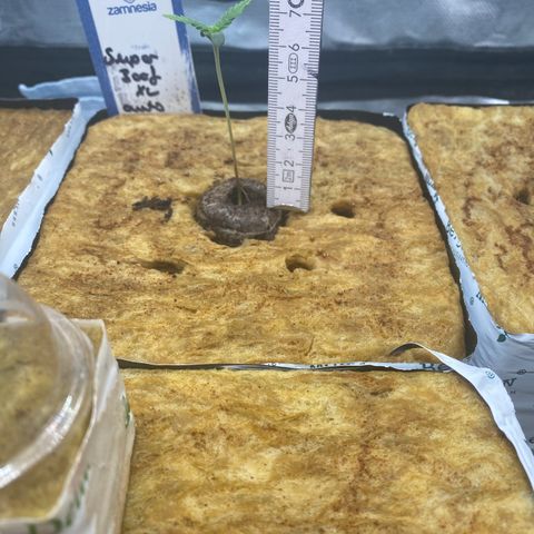 Super Boof XL Auto growlog timeline photo