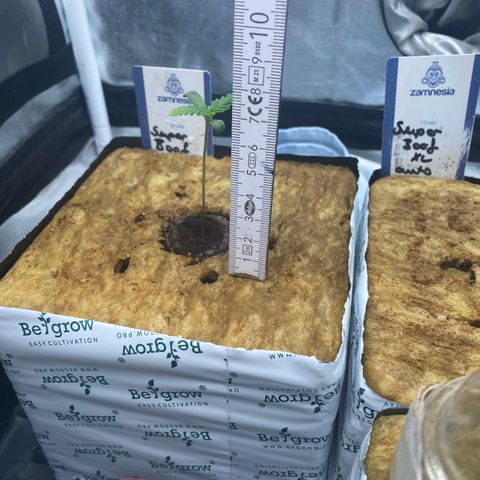 Super Boof XL Auto growlog timeline photo