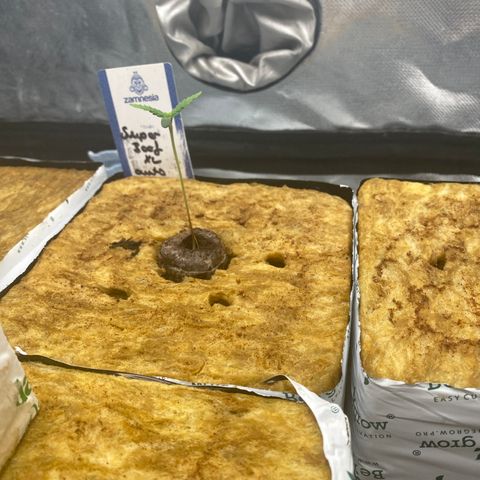 Super Boof XL Auto growlog timeline photo