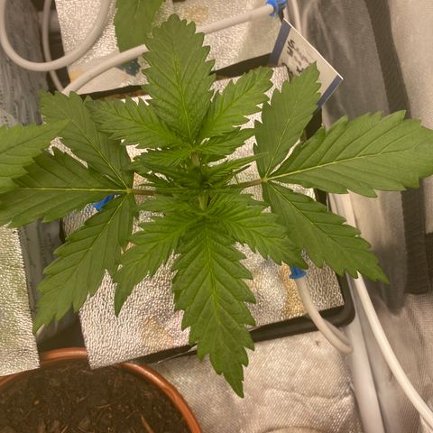 Super Boof XL Auto growlog timeline photo