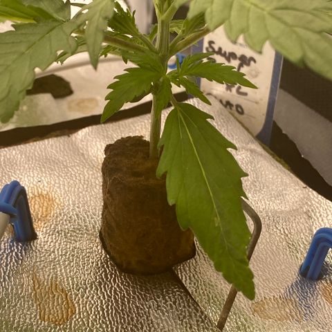 Super Boof XL Auto growlog timeline photo