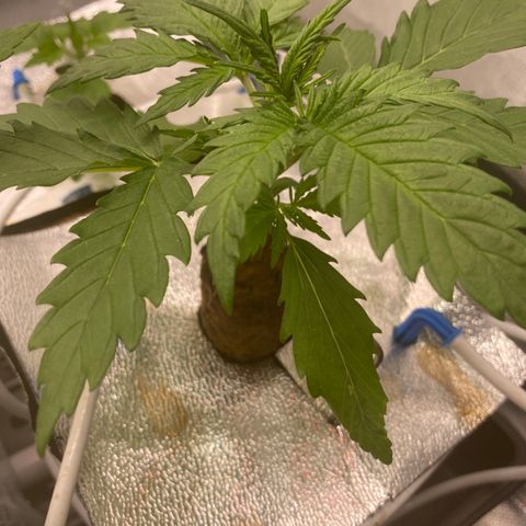 Super Boof XL Auto growlog timeline photo