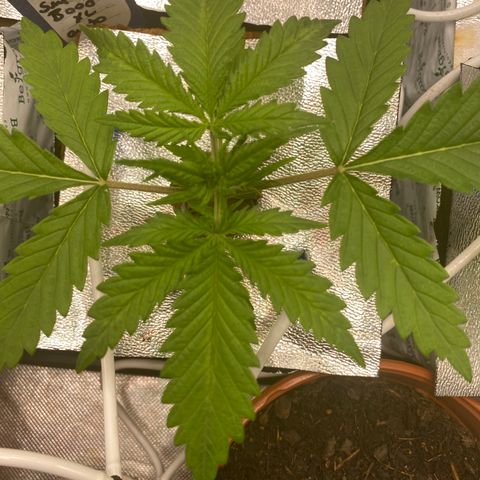 Super Boof XL Auto growlog timeline photo