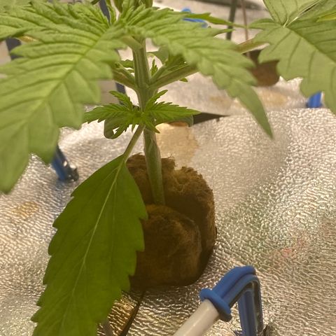 Super Boof XL Auto growlog timeline photo