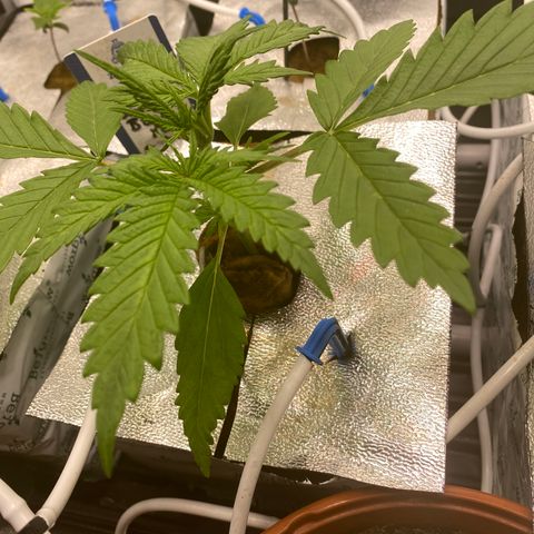 Super Boof XL Auto growlog timeline photo
