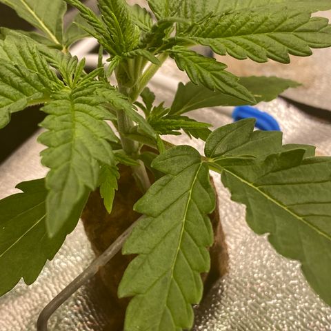 Super Boof XL Auto  growlog timeline photo