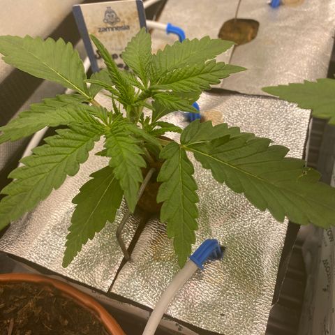 Super Boof XL Auto  growlog timeline photo