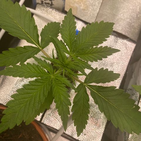 Super Boof XL Auto  growlog timeline photo