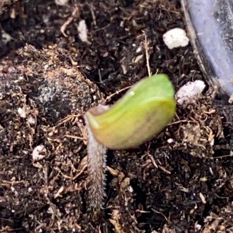 Frostys Little Freak growlog timeline photo