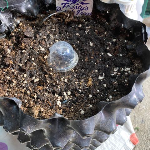 Frostys Little Freak growlog timeline photo