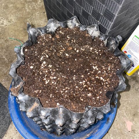 Frostys Little Freak growlog timeline photo