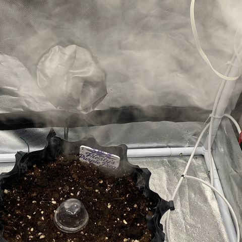 Frostys Little Freak growlog timeline photo