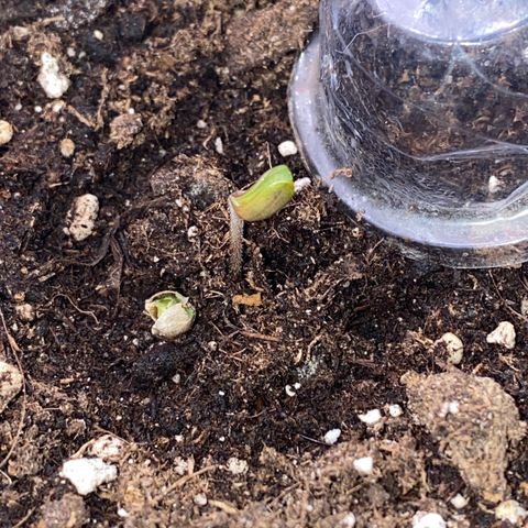 Frostys Little Freak growlog timeline photo