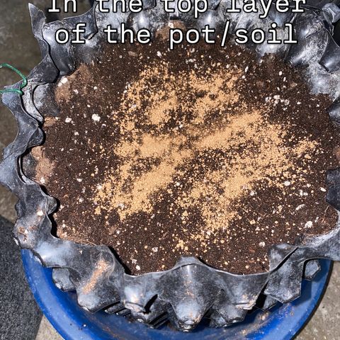 Frostys Little Freak growlog timeline photo