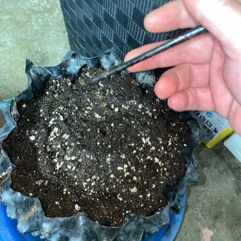 Frostys Little Freak growlog timeline photo