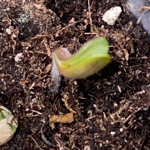 Frostys Little Freak growlog timeline photo