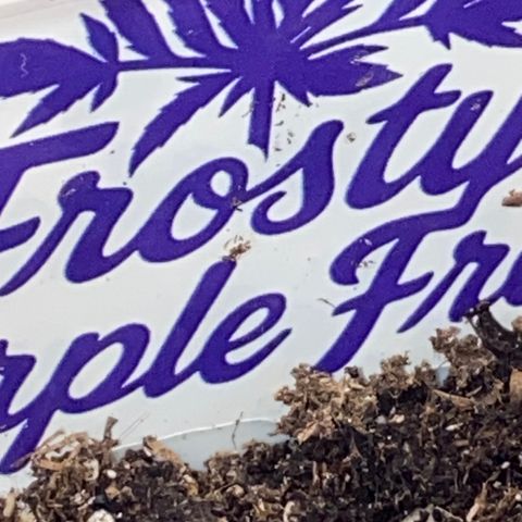 Frostys Little Freak growlog timeline photo
