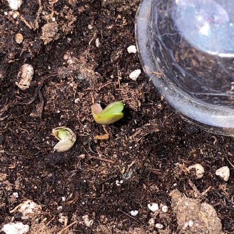 Frostys Little Freak growlog timeline photo