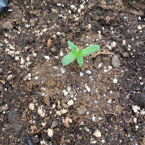 Frostys Little Freak growlog timeline photo