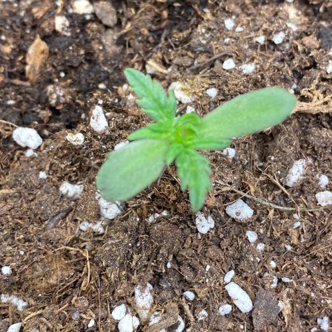 Frostys Little Freak growlog timeline photo