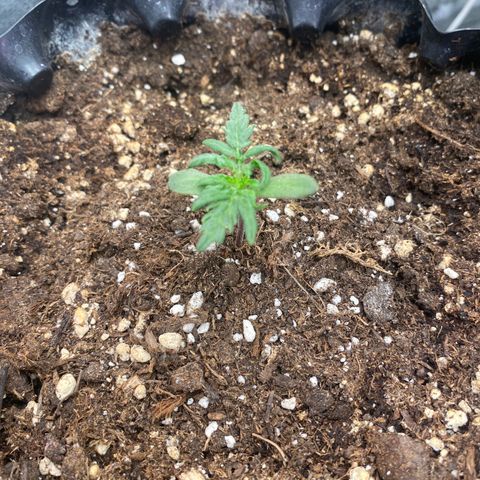 Frostys Little Freak growlog timeline photo