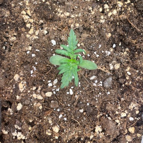 Frostys Little Freak growlog timeline photo