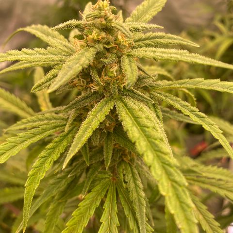Super Boof XL Auto growlog timeline photo
