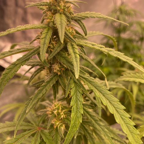 Super Boof XL Auto growlog timeline photo
