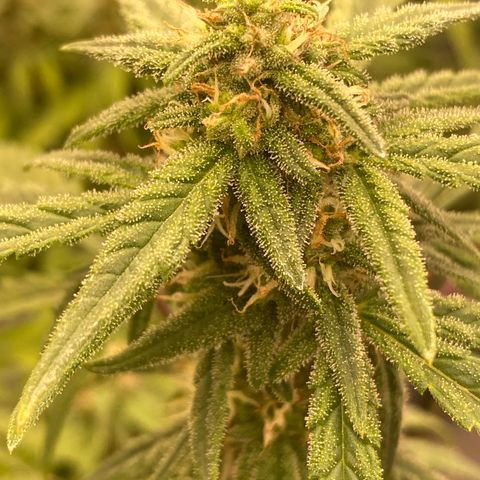 Super Boof XL Auto growlog timeline photo