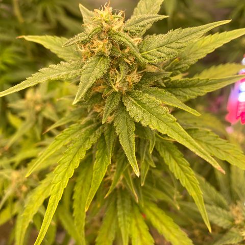 Super Boof XL Auto growlog timeline photo