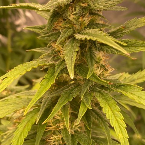 Super Boof XL Auto growlog timeline photo