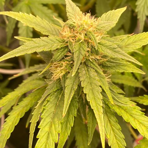 Super Boof XL Auto growlog timeline photo