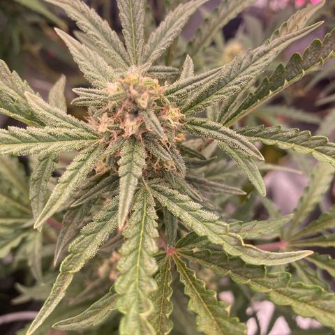 Super Boof XL Auto  growlog timeline photo