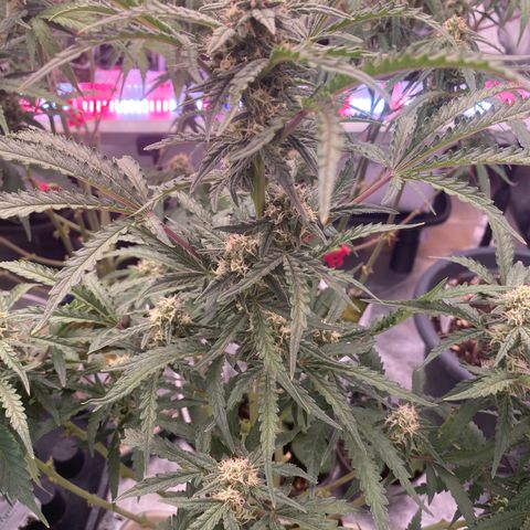 Super Boof XL Auto  growlog timeline photo