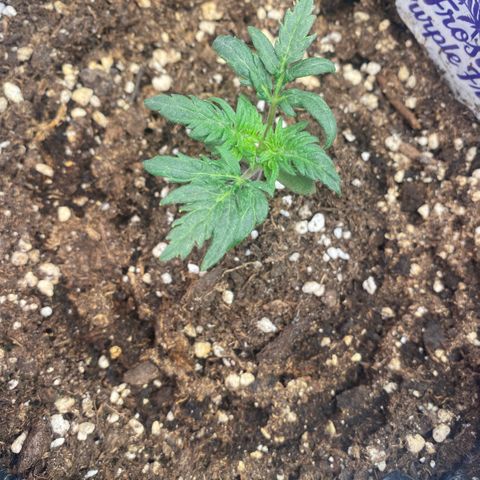 Frostys Little Freak growlog timeline photo