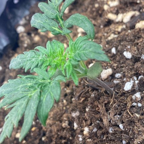 Frostys Little Freak growlog timeline photo