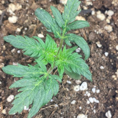Frostys Little Freak growlog timeline photo