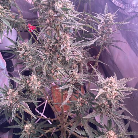 Super Boof XL Auto  growlog timeline photo