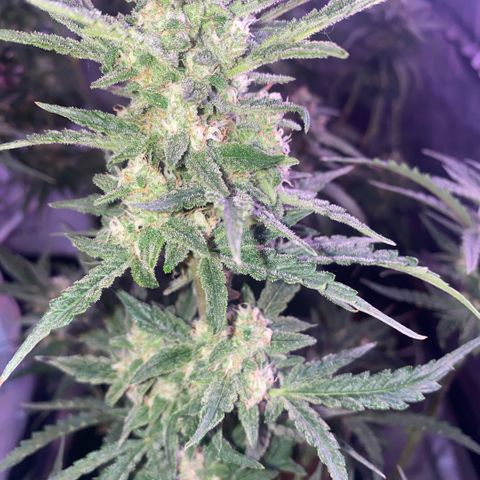 Super Boof XL Auto  growlog timeline photo