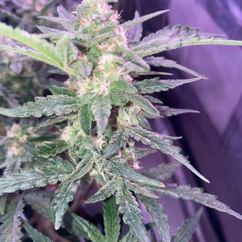 Super Boof XL Auto  growlog timeline photo
