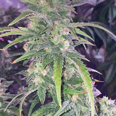 Super Boof XL Auto growlog timeline photo