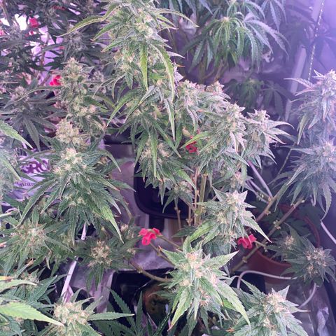 Super Boof XL Auto growlog timeline photo
